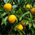 Citron yuzu - Citrus junos